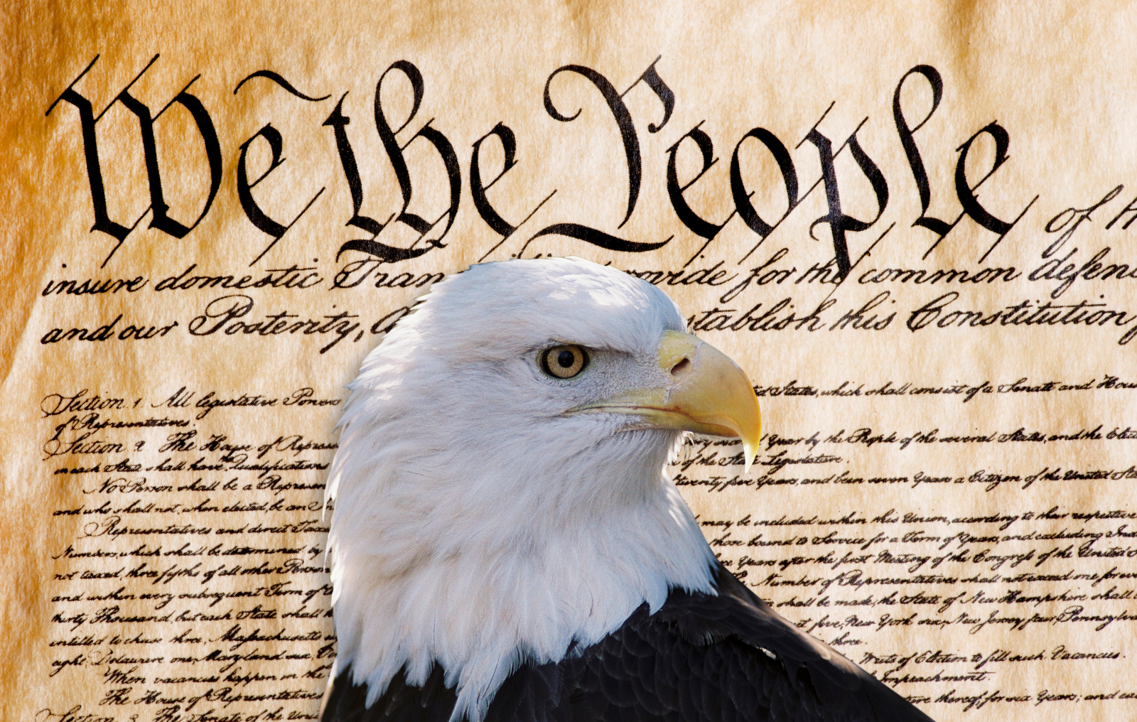 Bald eagle in front of the US Constitution, stating We The People