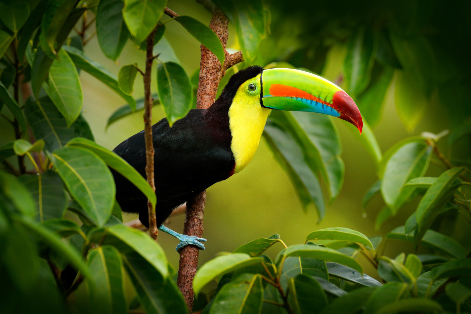 Colorful Costa Rica Toucan