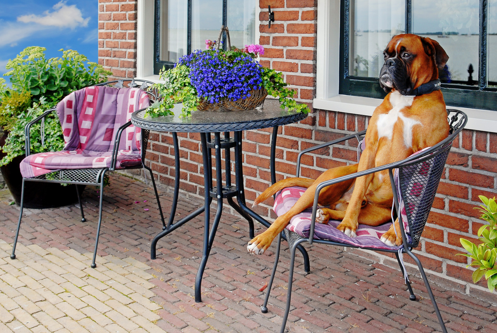 Dog sitting in chair on patio