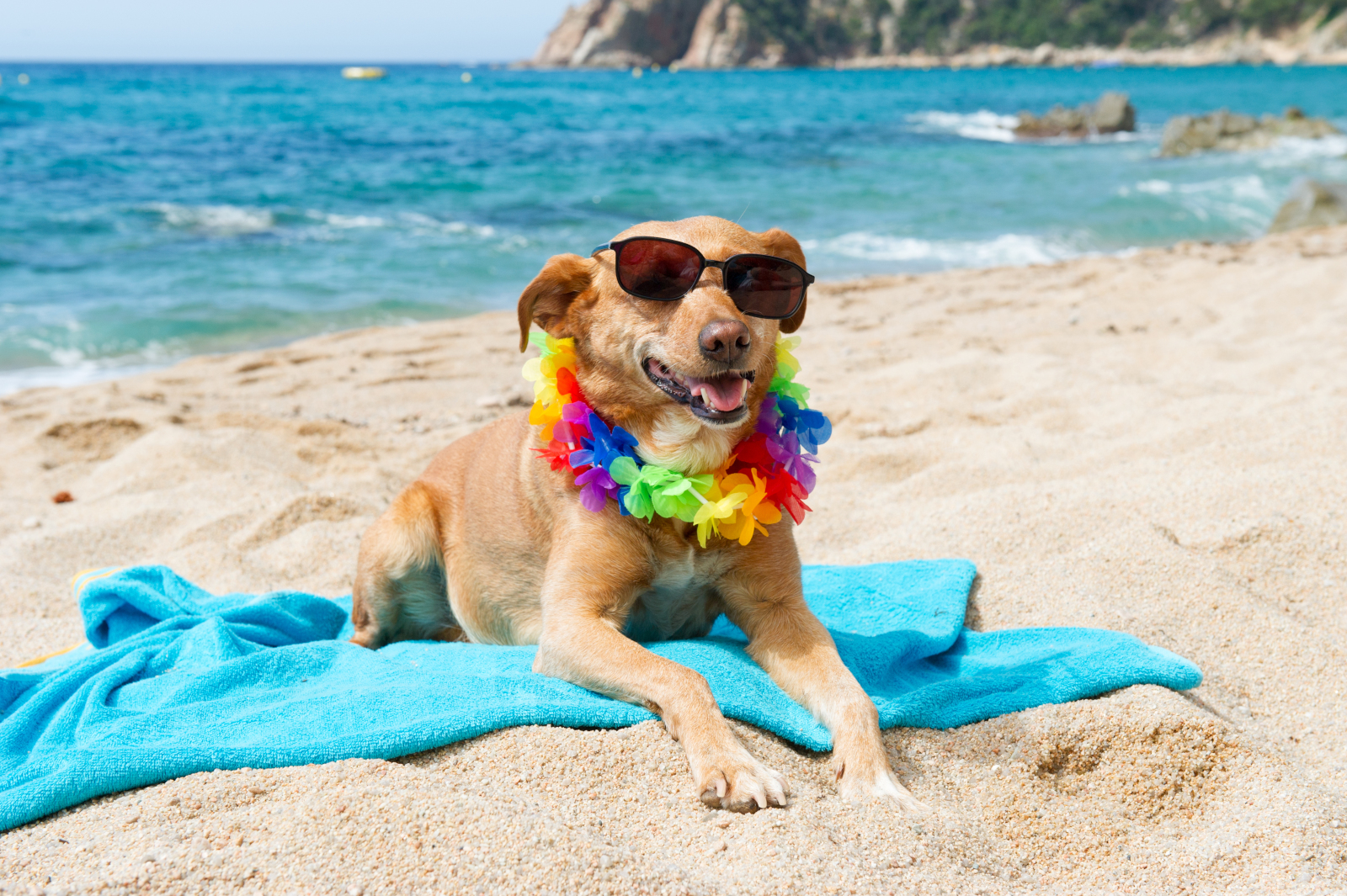 Relaxing,Dog,At,The,Beach,With,Flowers,Garland