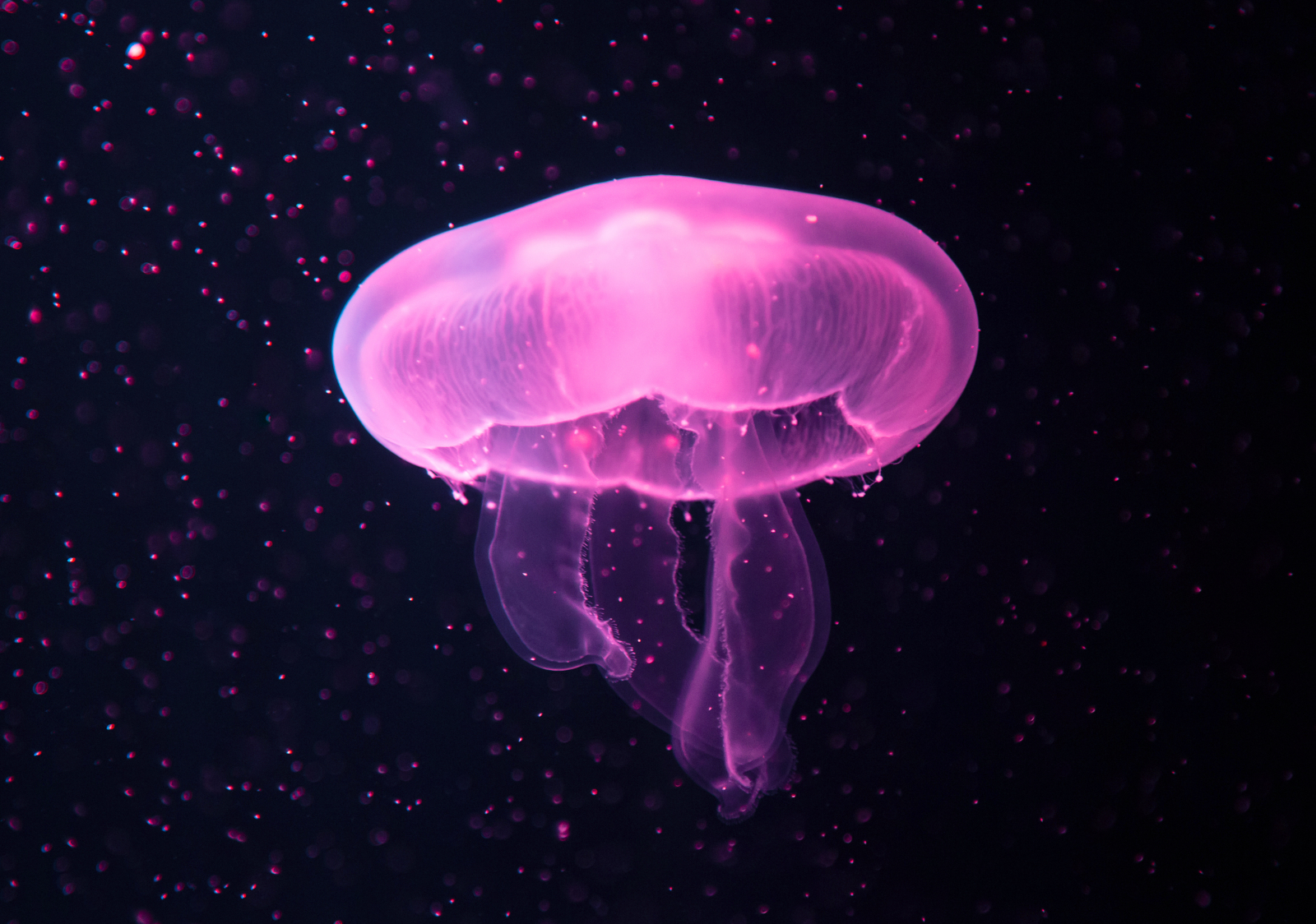 Pink jellyfish with small water bubbles
