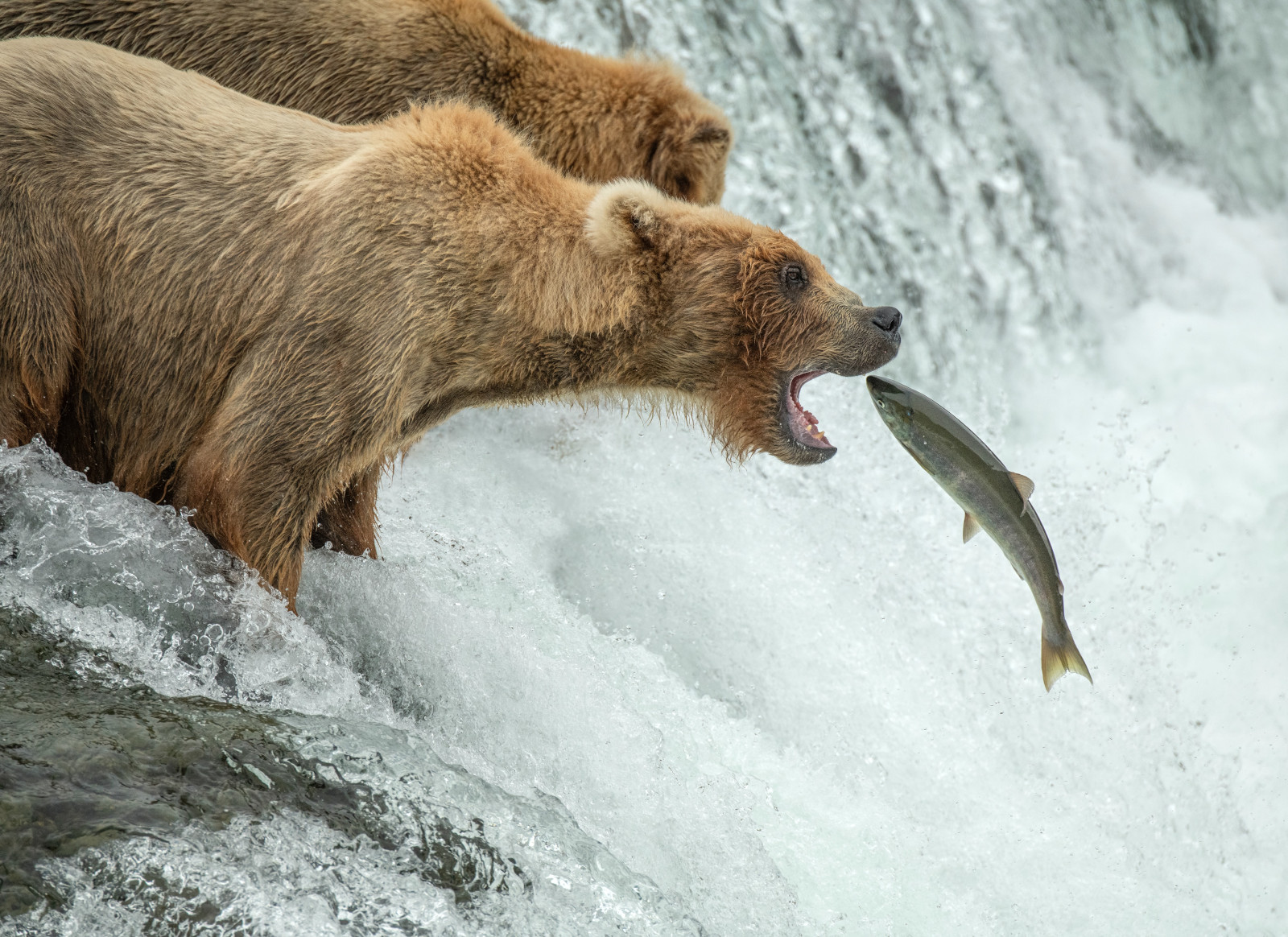 Fish jumping into bear's mouth